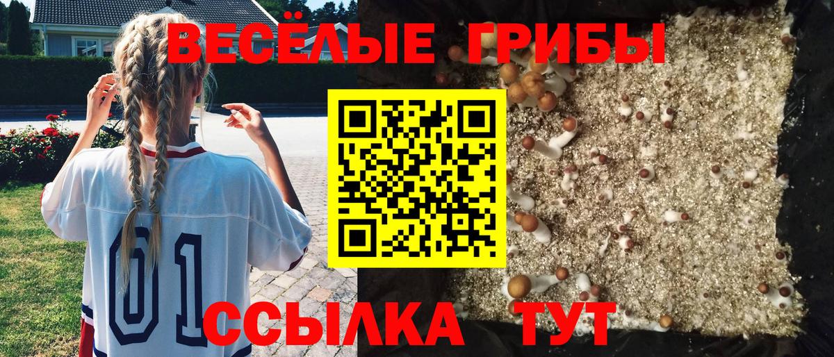Псилоцибиновые грибы Psilocybe Красногорск